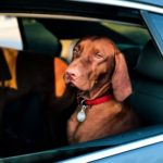 Four-Legged Passengers are a Major Cause of Distracted Driving